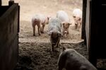 Pigs stand in a pen at a ranch in Nicasio, California.