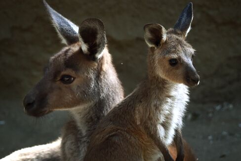 US-AUSTRALIA-LIFESTYLE-ANIMAL-KANGAROO