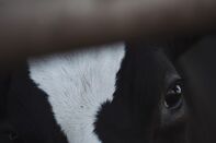 relates to Cows Are Too Stressed Out to Keep Up With Global Dairy Demand