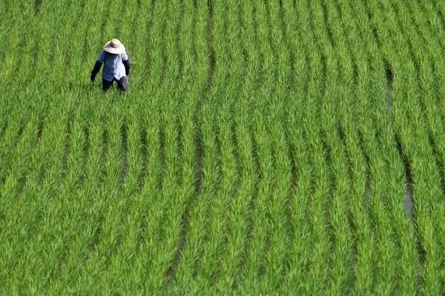 A rice farmer in Yabu