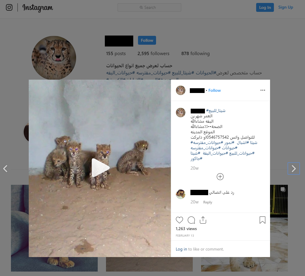 Investigating Underground Wildlife Trade on Instagram