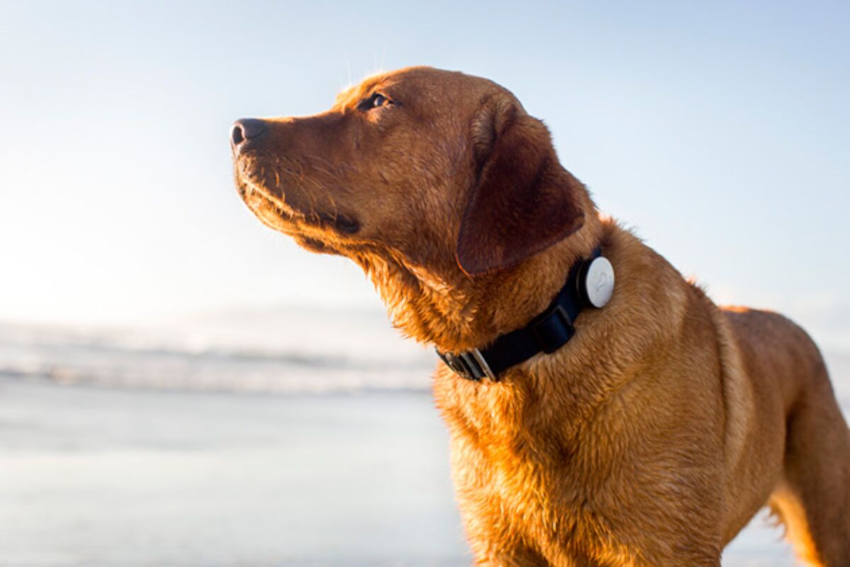 THE FENWAY Red Sox Dog Collar 