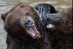 The bears are roaming Wall Street.