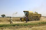 Wheat Harvesting In Pakistan