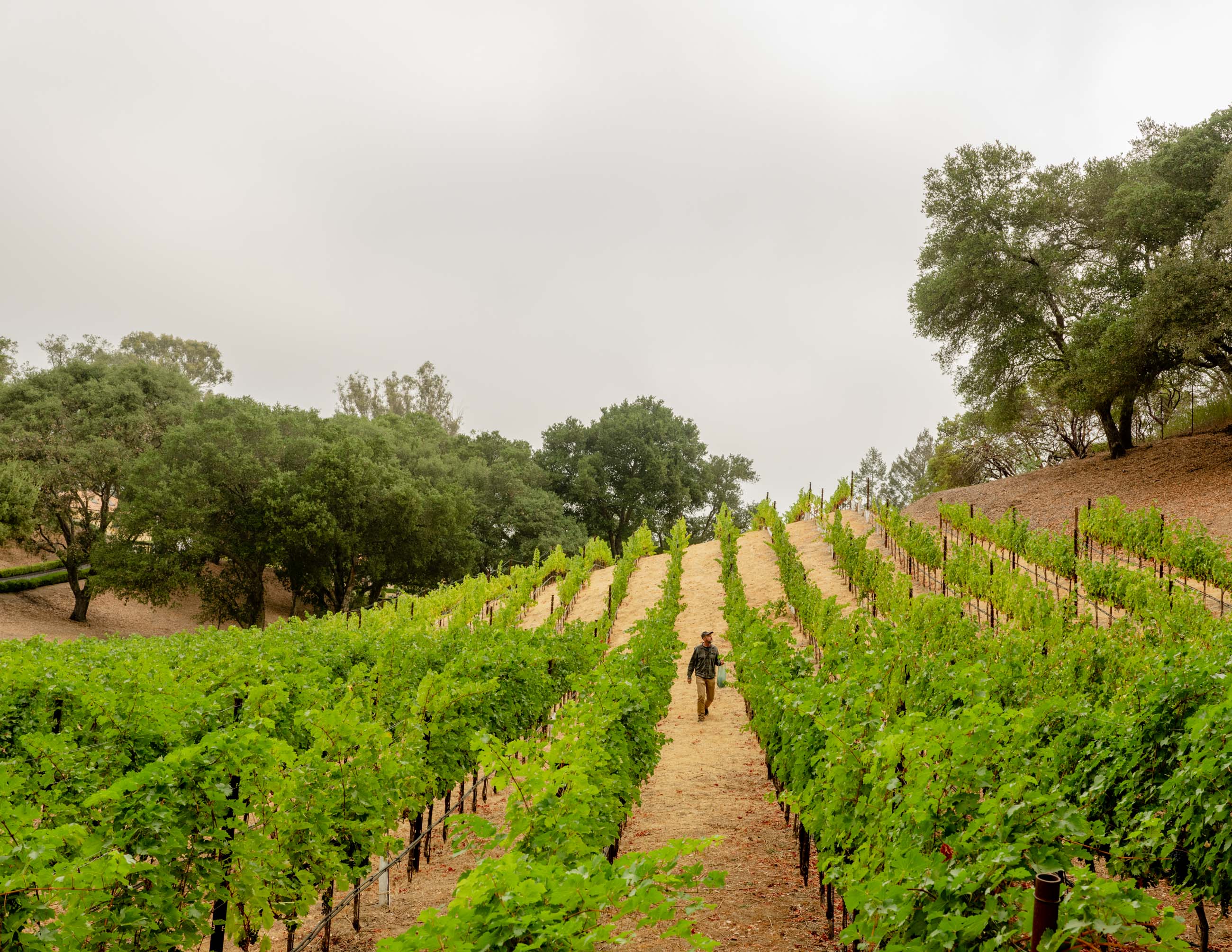 Winemaker