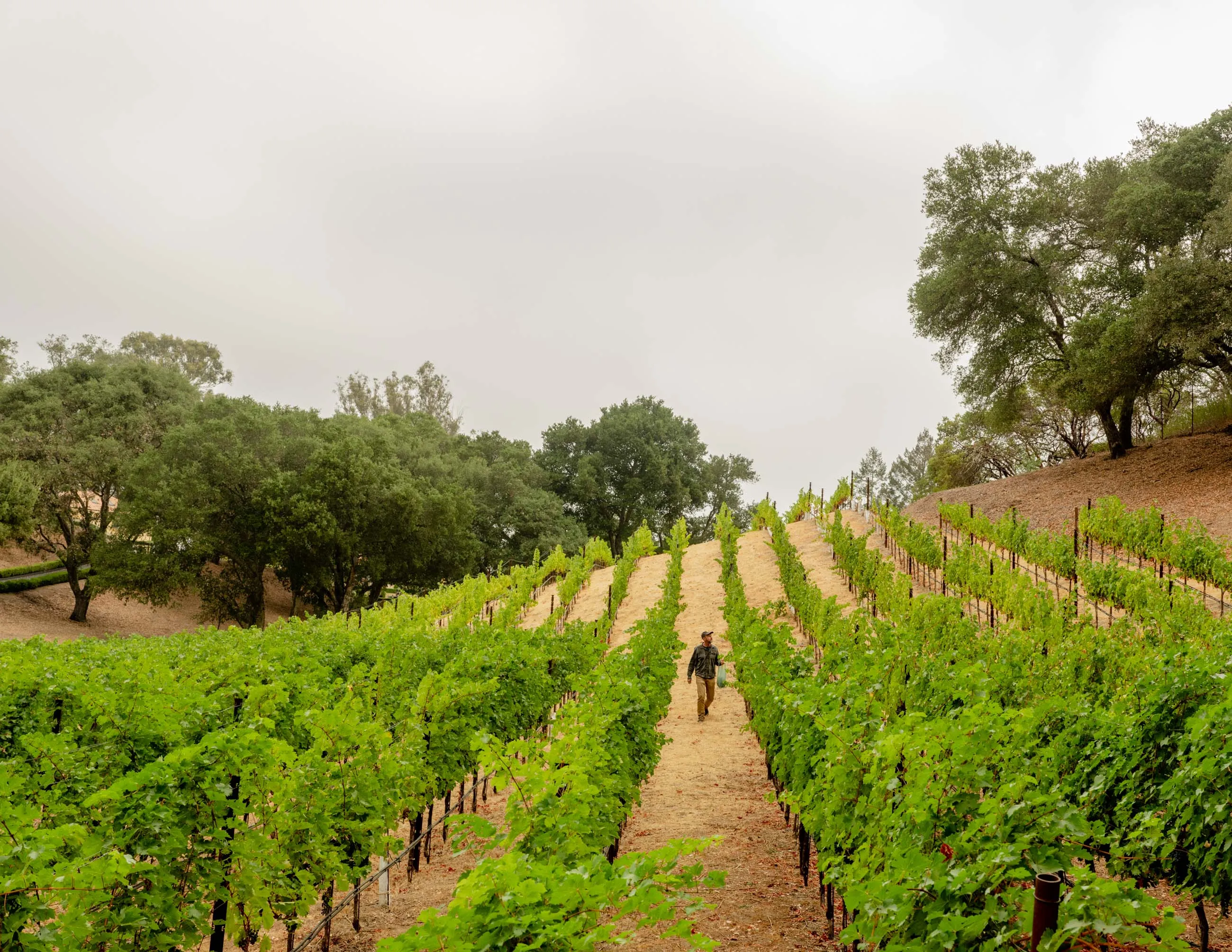 &nbsp;

Roaming the vines at 8:29 a.m.&nbsp;
