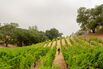 The Hectic Day in the Life of a Napa Winemaker During Harvest