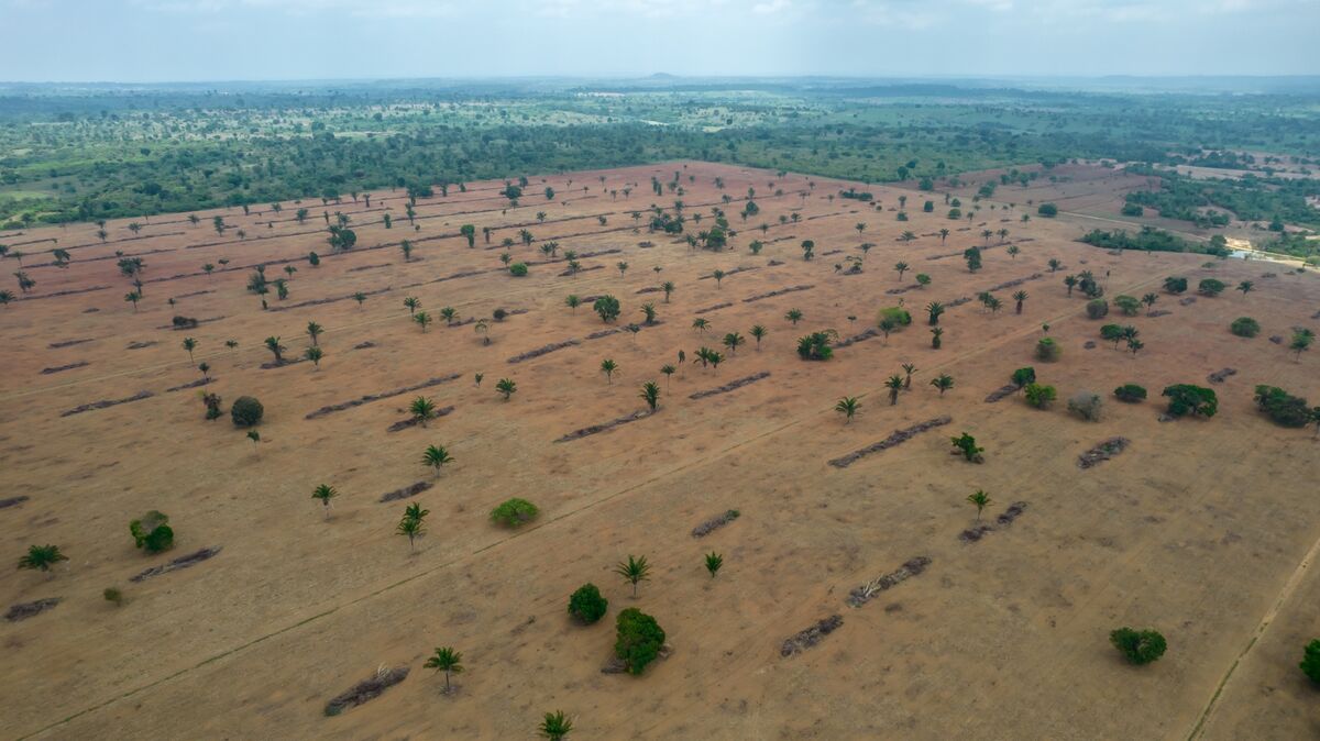 Brazil Eases Environmental Rules Ahead of Key UN Climate Summit