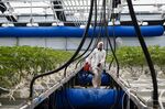 Cannabis plants suck up around twice as much water as maize, soybeans, wheat and wine grapes, according to a 2021 study in the Journal of Cannabis Research.