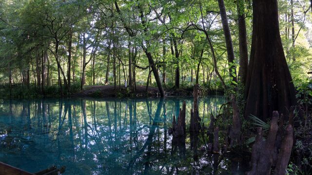 The turquoise crystal clear waters of Ginnie Springs. 