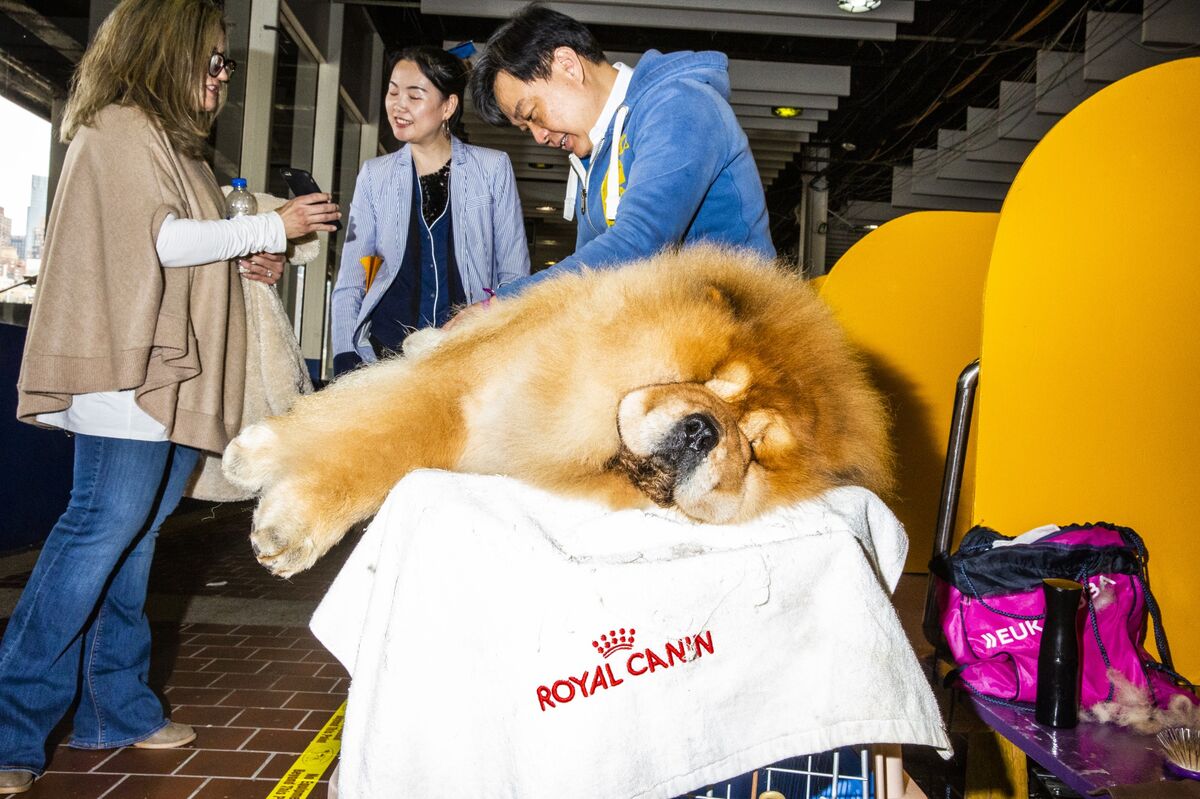 has a chow chow ever won best in show