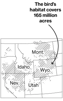 Environmentalists Don't Want the Sage Grouse to Be the Next Spotted Owl