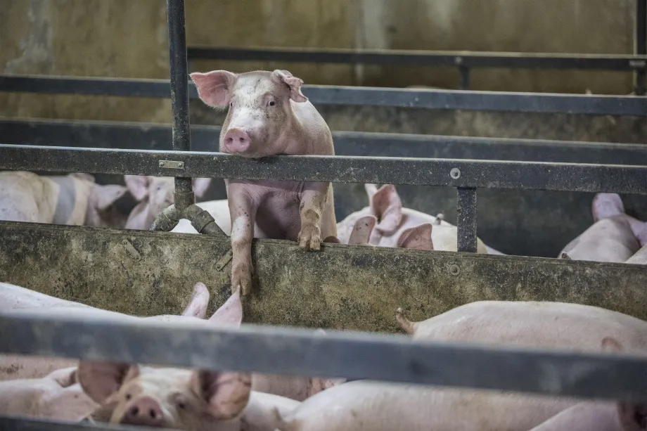 So far this year, 35 humans have contracted the virus, most of whom worked on farms with infected animals.&nbsp;