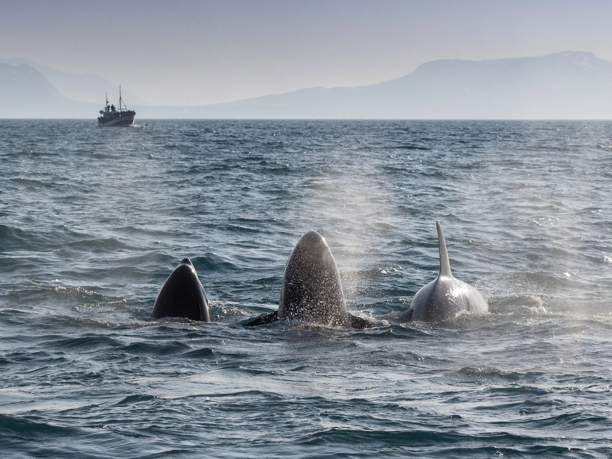 Killer Whales Targeting Boats: French Sailors' Ordeal And The Uk - dp5ustr