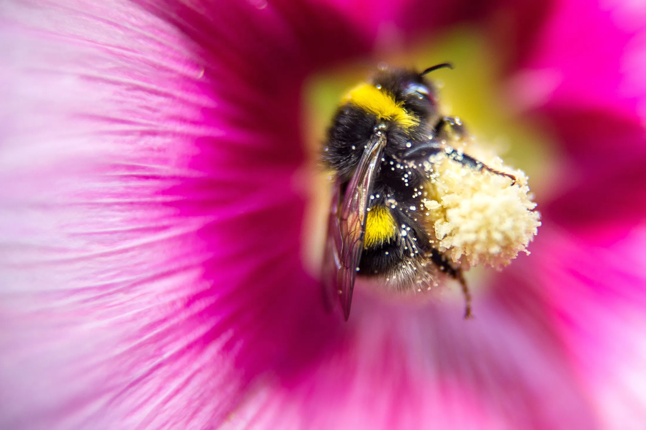 1498816494_BEES