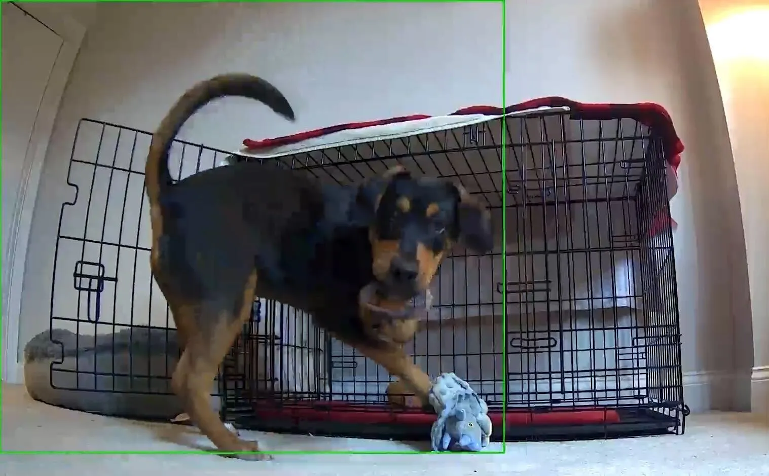 Am I Being Watched? Wyze Dog Cam Raises Security Concerns - Bloomberg