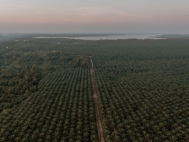 Peat swamp forest close to palm oil plantations near the village of Telaga Pulang.