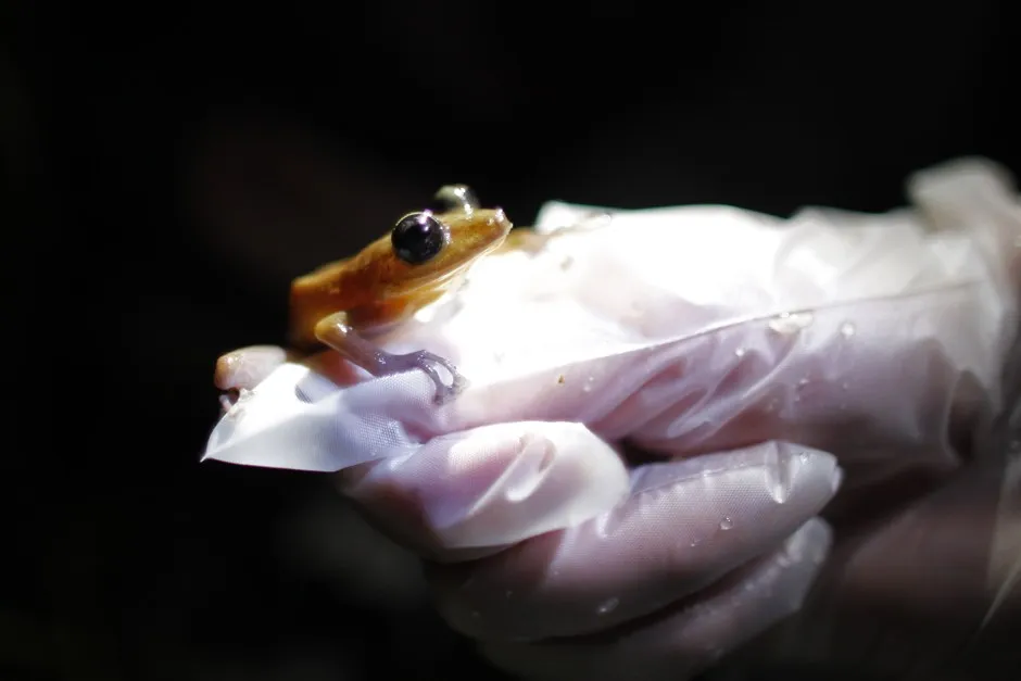 A coqui frog. 