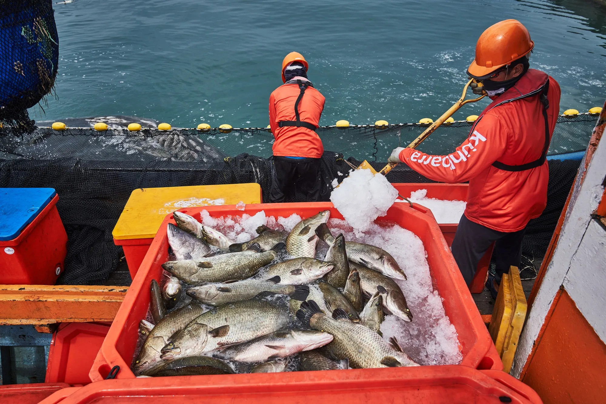 A worker shovels ice onto a container of barramundi at the Kuhlbarra fish farm, off the coast of Singapore, on May 26.