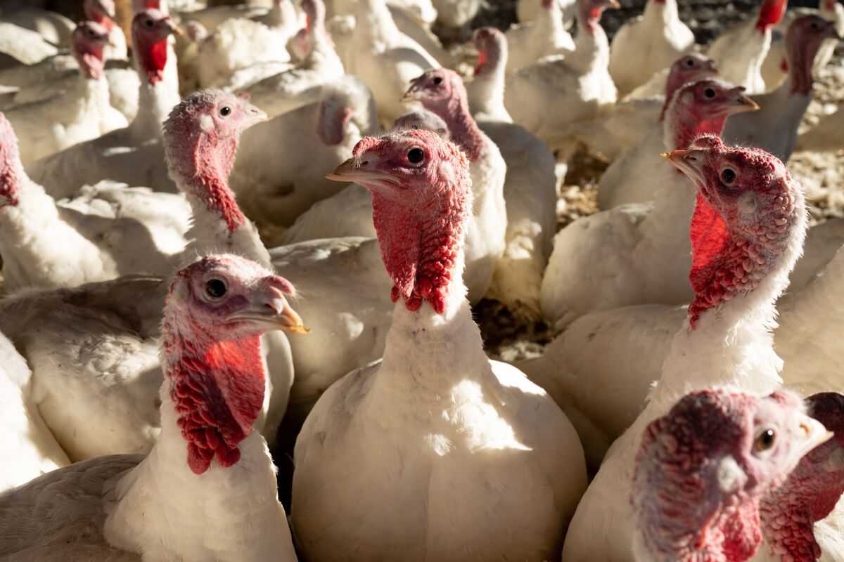 A Resurgent Bird Flu Is Wiping Out Egg, Turkey Supplies Across America