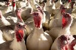 Turkeys on a farm in Orefield, Pennsylvania.