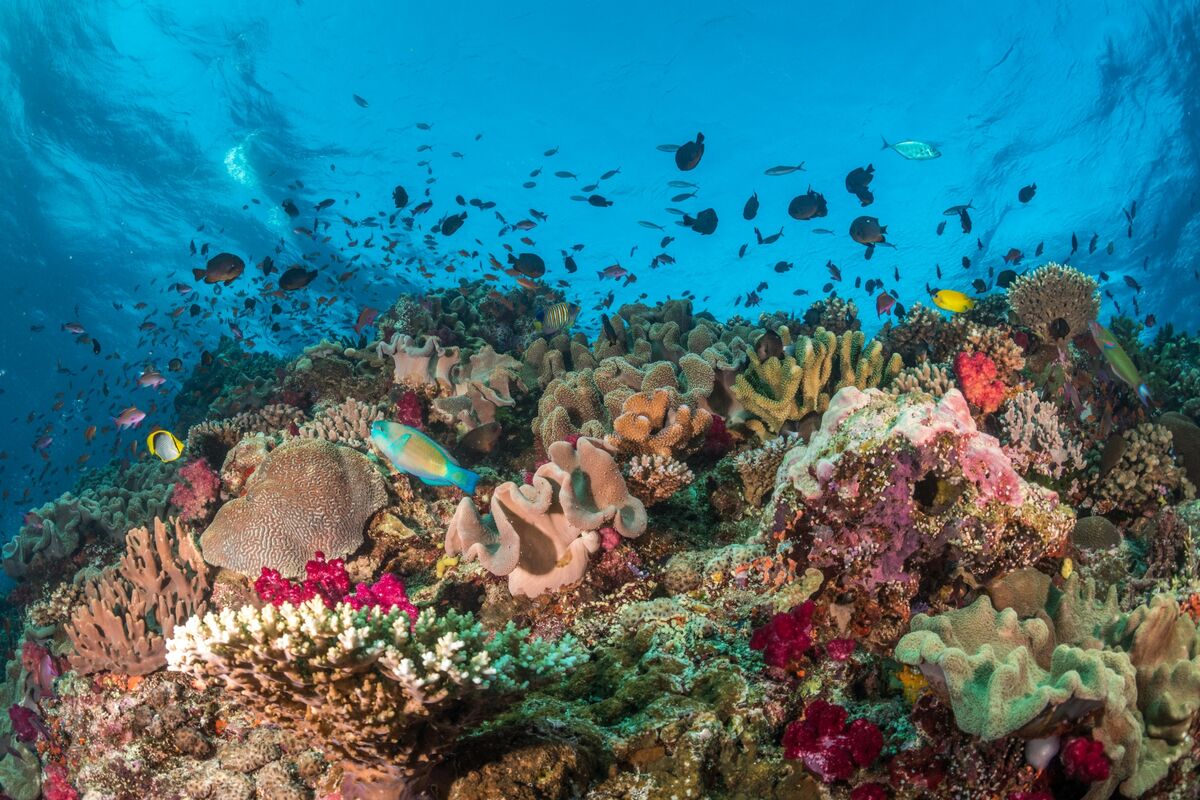 bloomberg.com - Paul-Alain Hunt - M&A Woes, Coral Reefs That Survive Climate Change