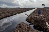 Indonesia's Deforestation Rate Becomes Highest In The World
