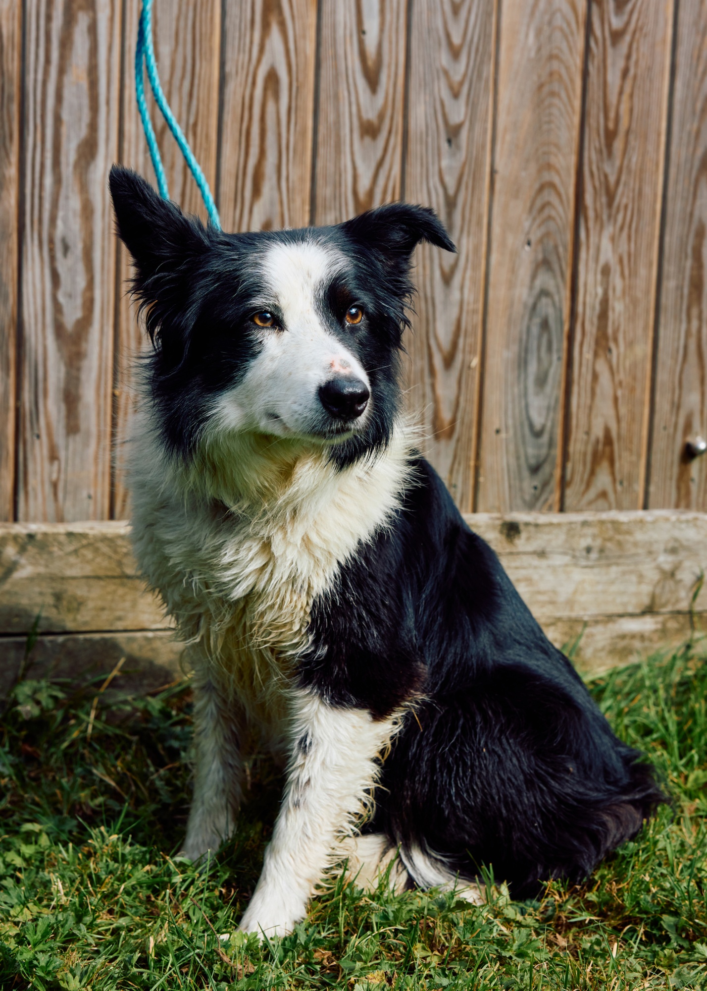 Maggie the sheepdog.
