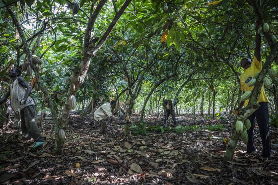 Chocolate Makers Face Sustainability Dilemma Over Farmers’ Pay