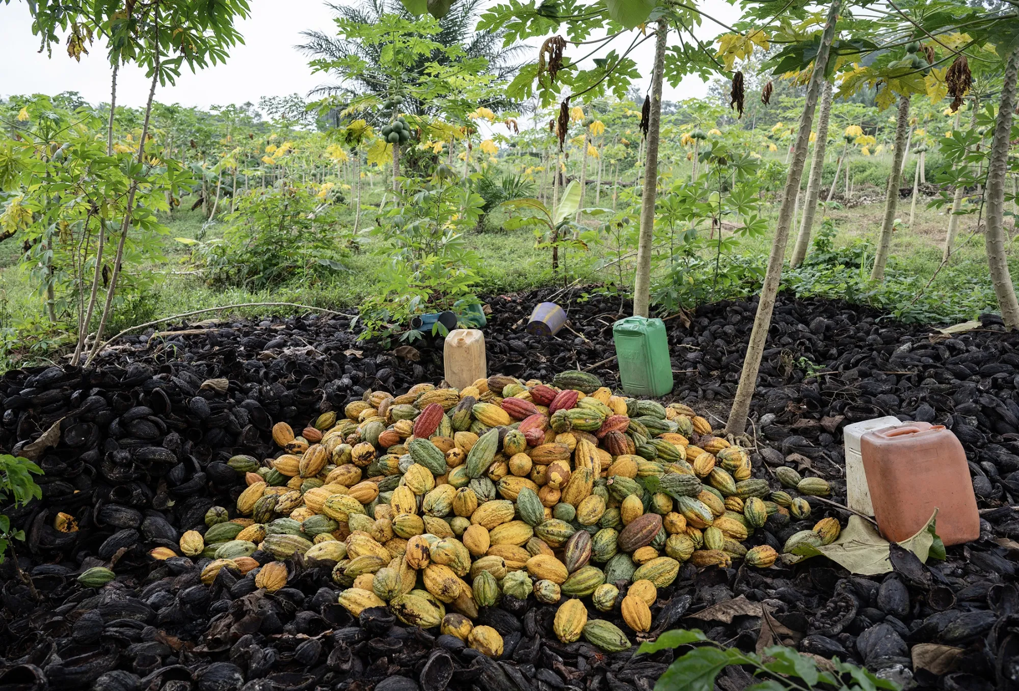 A pile of harvested cocoa pods on a farm in Azaguie, Ivory Coast.