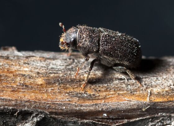 Millions of Beetles Are Wiping Out Forests All Across the World