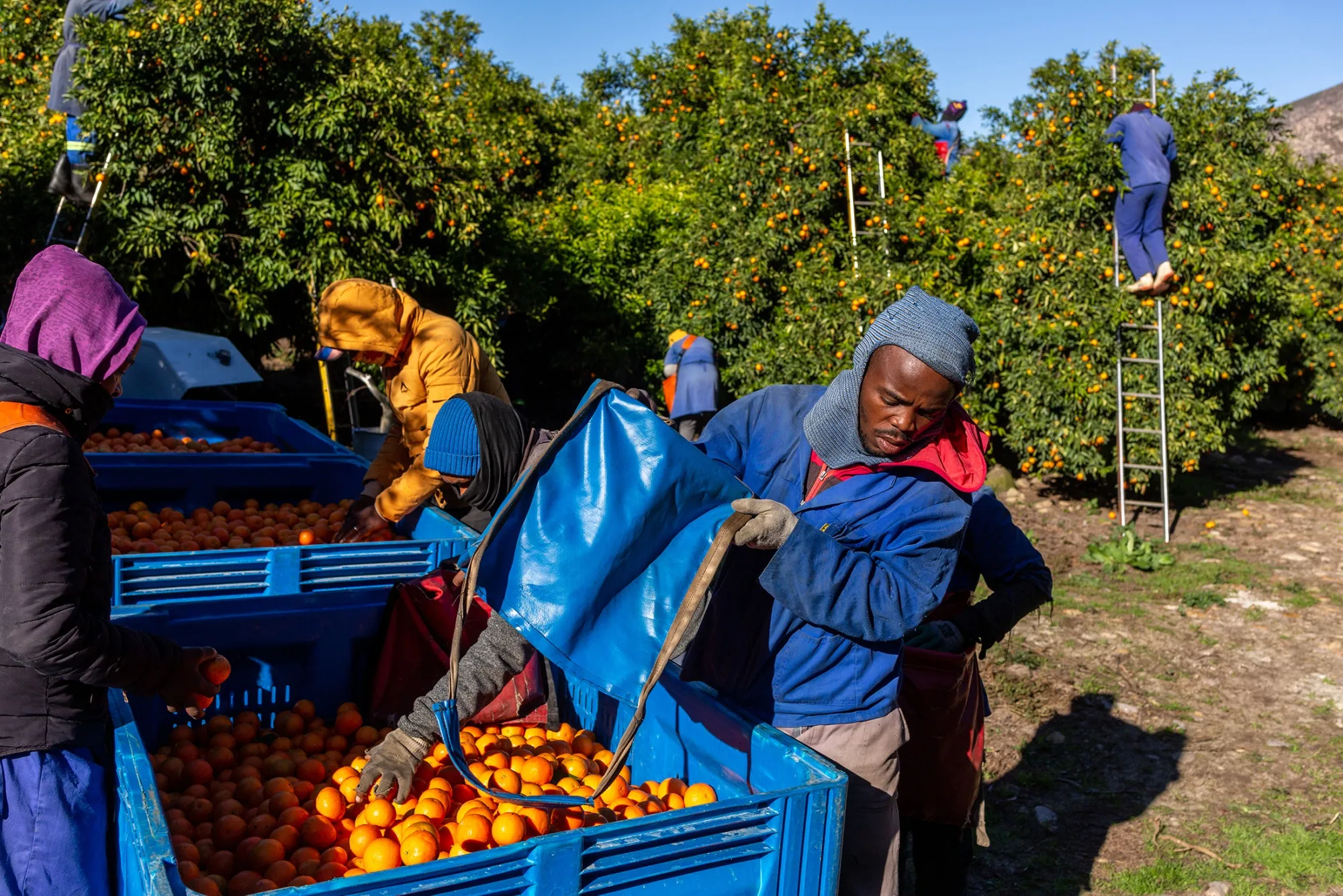 Workers pick fruit at the ALG Estates citrus farm in Citrusdal, South Africa.