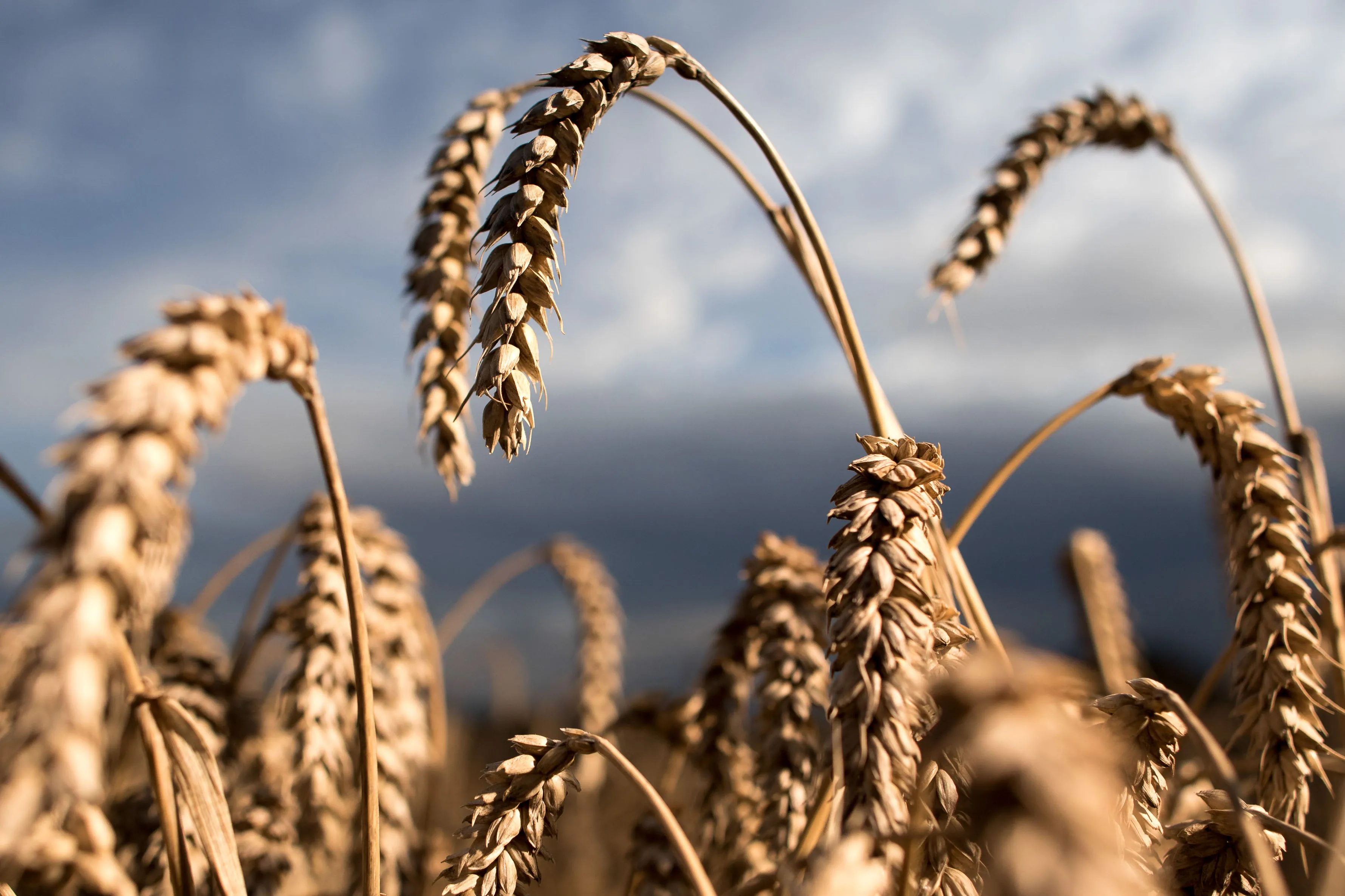Wheat Harvest As Rain Warnings Risk Quality