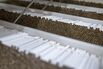 Tobacco Processing At Japan Tobacco Inc.'s Serbia Plant