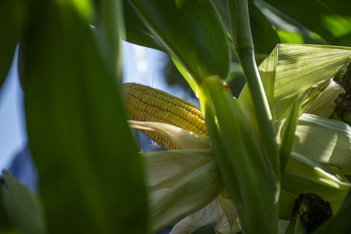 South African Corn Export Forecast Raised to 1.9 Million Tons