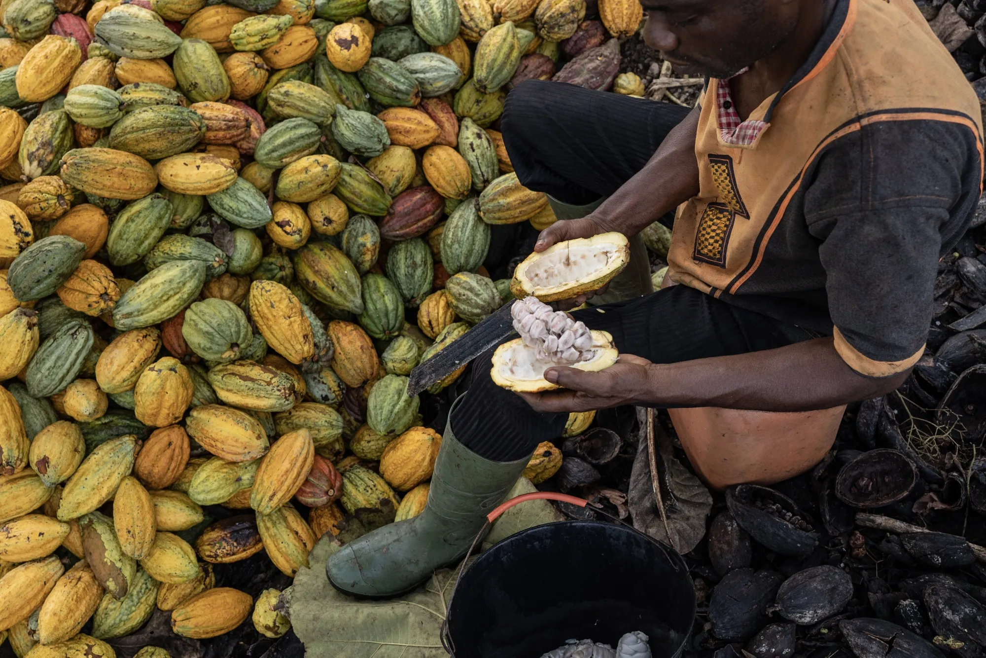 A farmer cuts a cocoa pod&nbsp;on a farm in Azaguie, Ivory Coast.