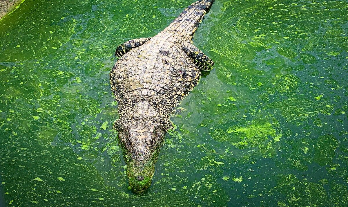 South China Hunts for 70 Escaped Crocodiles After Typhoon Floods ...