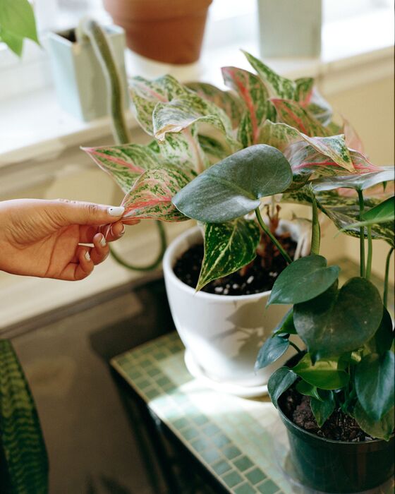 The One Thing Millennials Haven’t Killed Is Houseplants