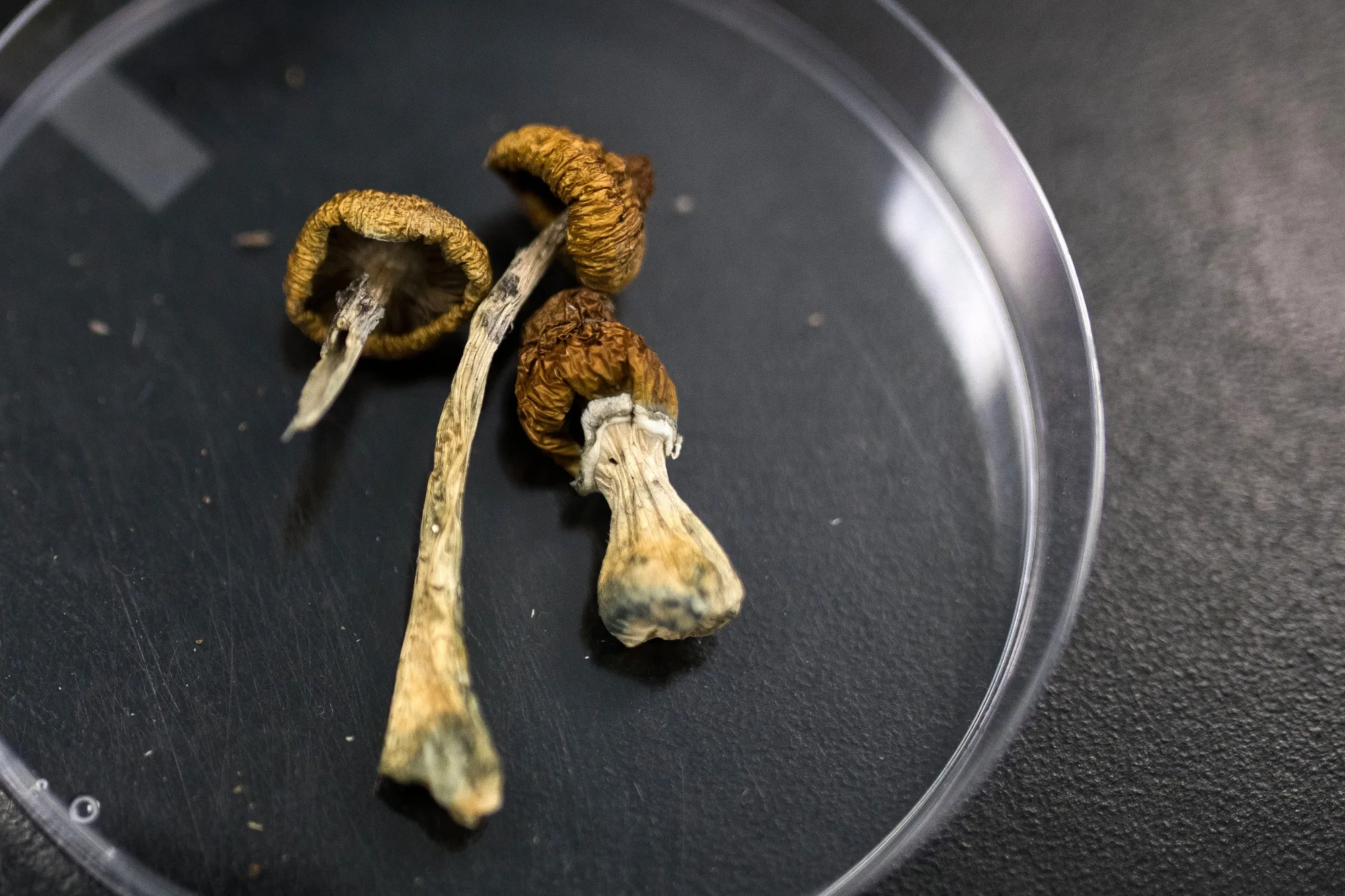 Psilocybin mushrooms at a lab&nbsp;in Nanaimo, British Columbia.
