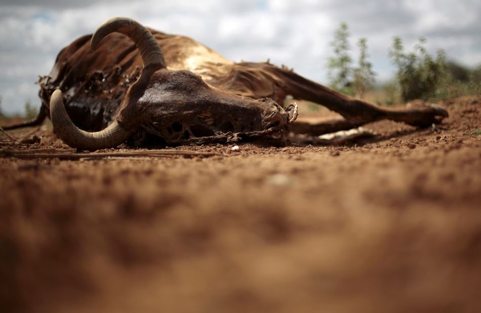 A cow carcass decays on the ground in Brazil during record-hot weather this January.