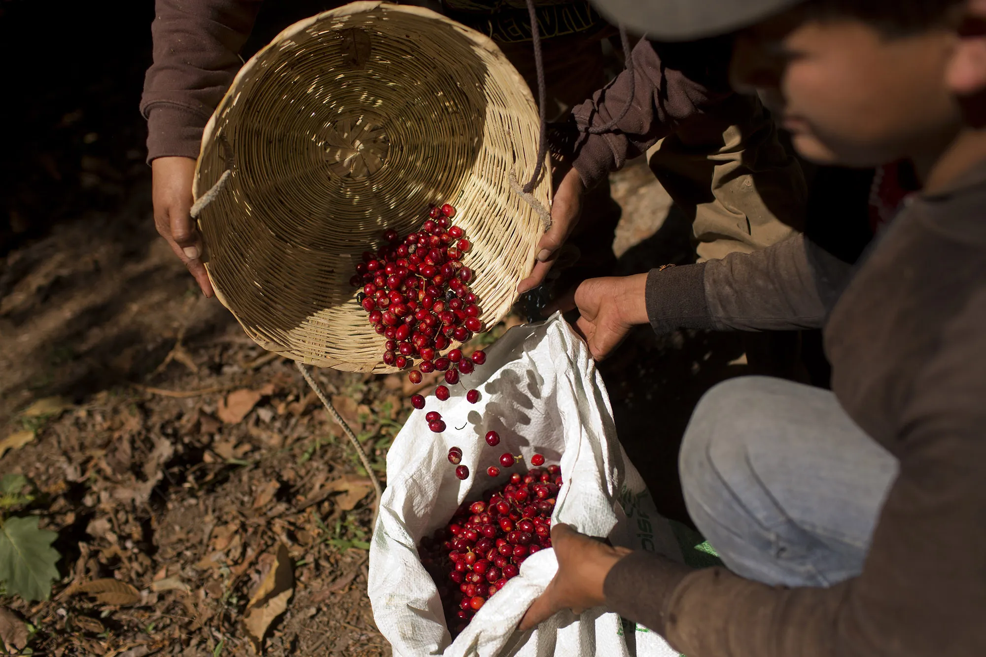 Coffee Harvest Threatened By Roya Disease