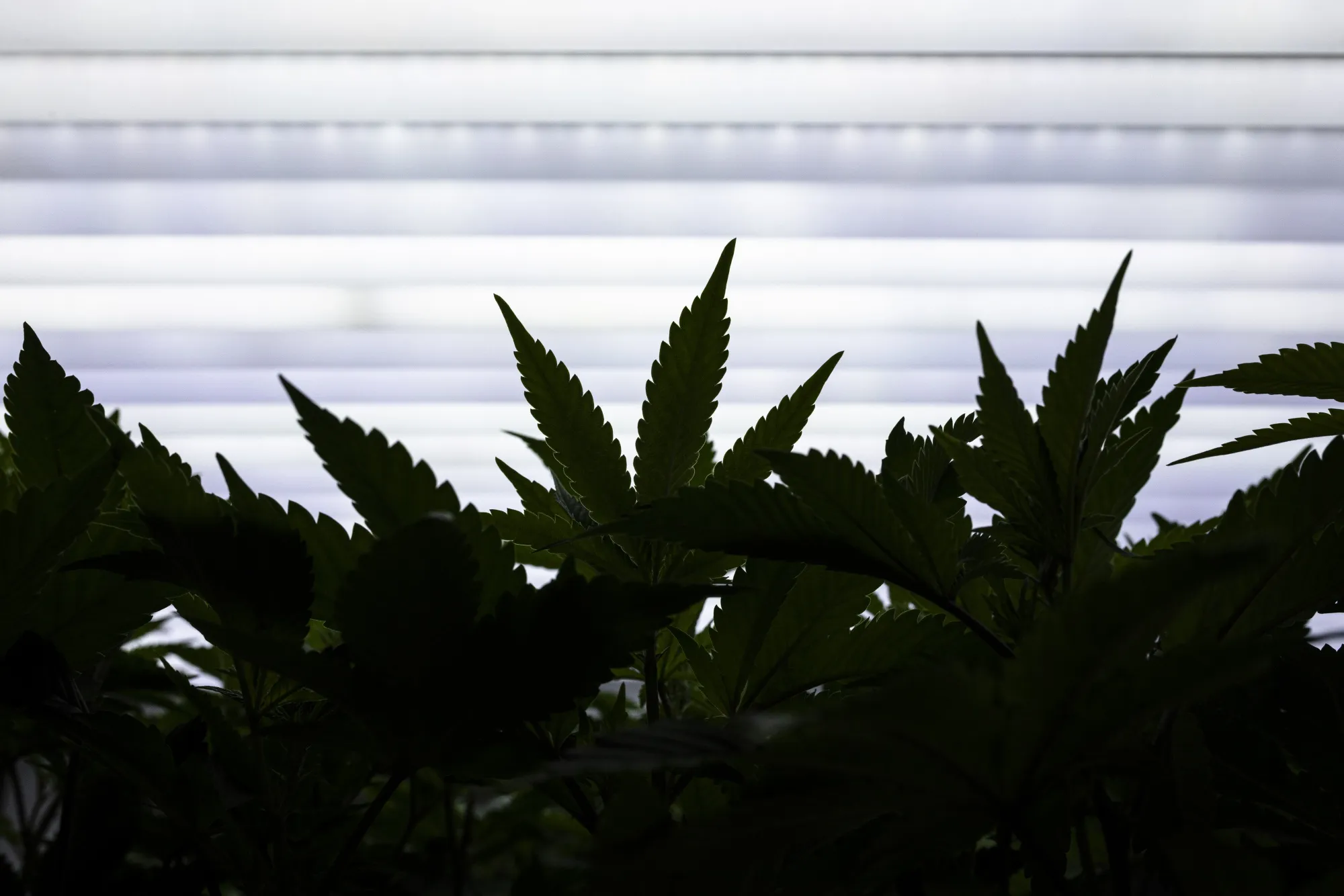 Everybody Wants to Be a Cannabis Farmer in This Corner of Europe