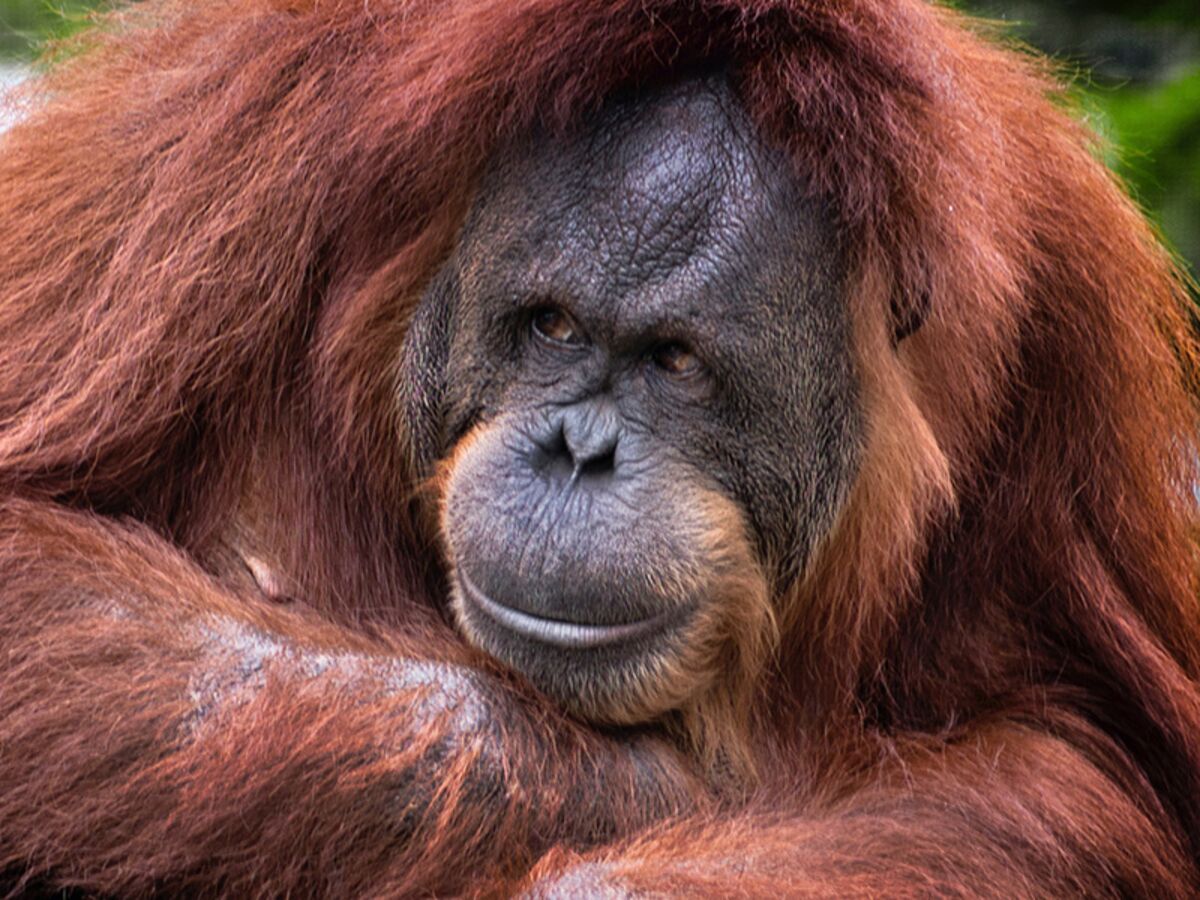 Palm Oil's Horrid Year Is Down to More Than Just