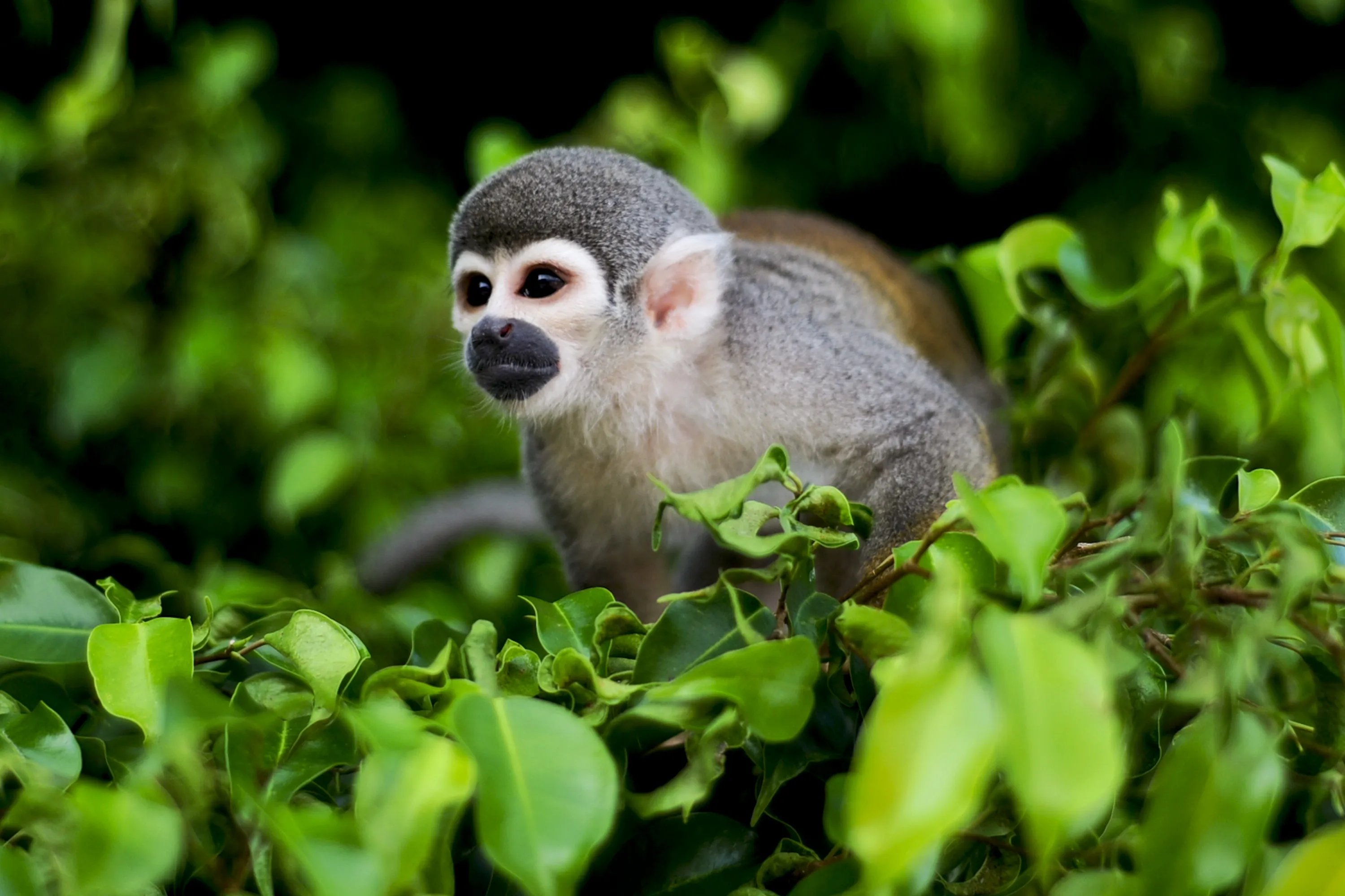 A squirrel monkey is seen in the Ecuadorian Amazon rainforest in 2009.&nbsp;