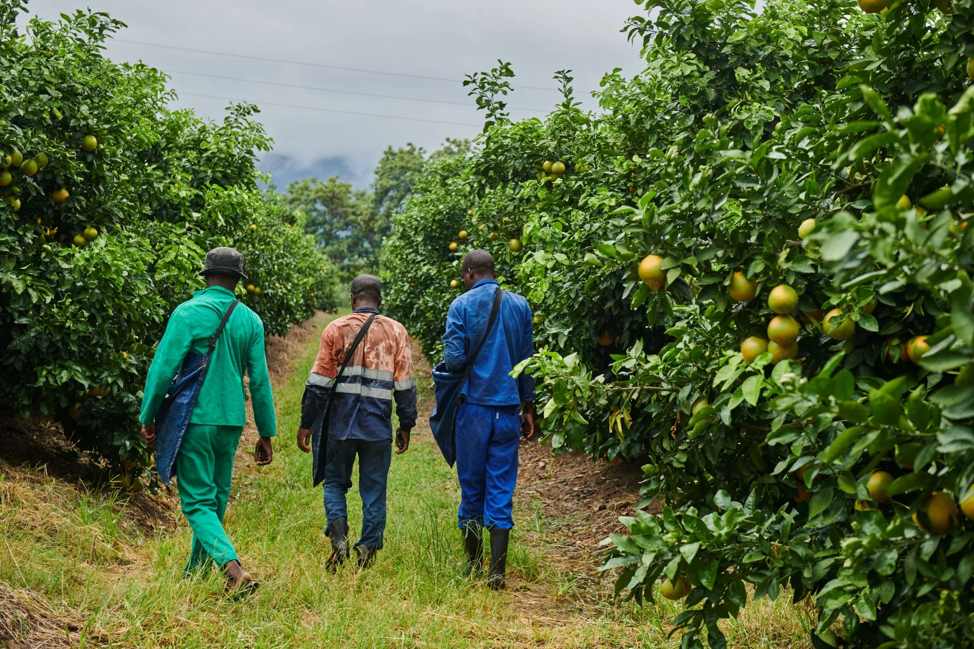 Workers walk through a grapefruit orchard outside Hoedspruit, South Africa.