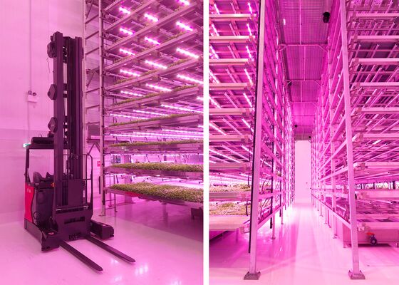 Ocado Invests in Indoor Farming in Step Beyond Grocery Tech