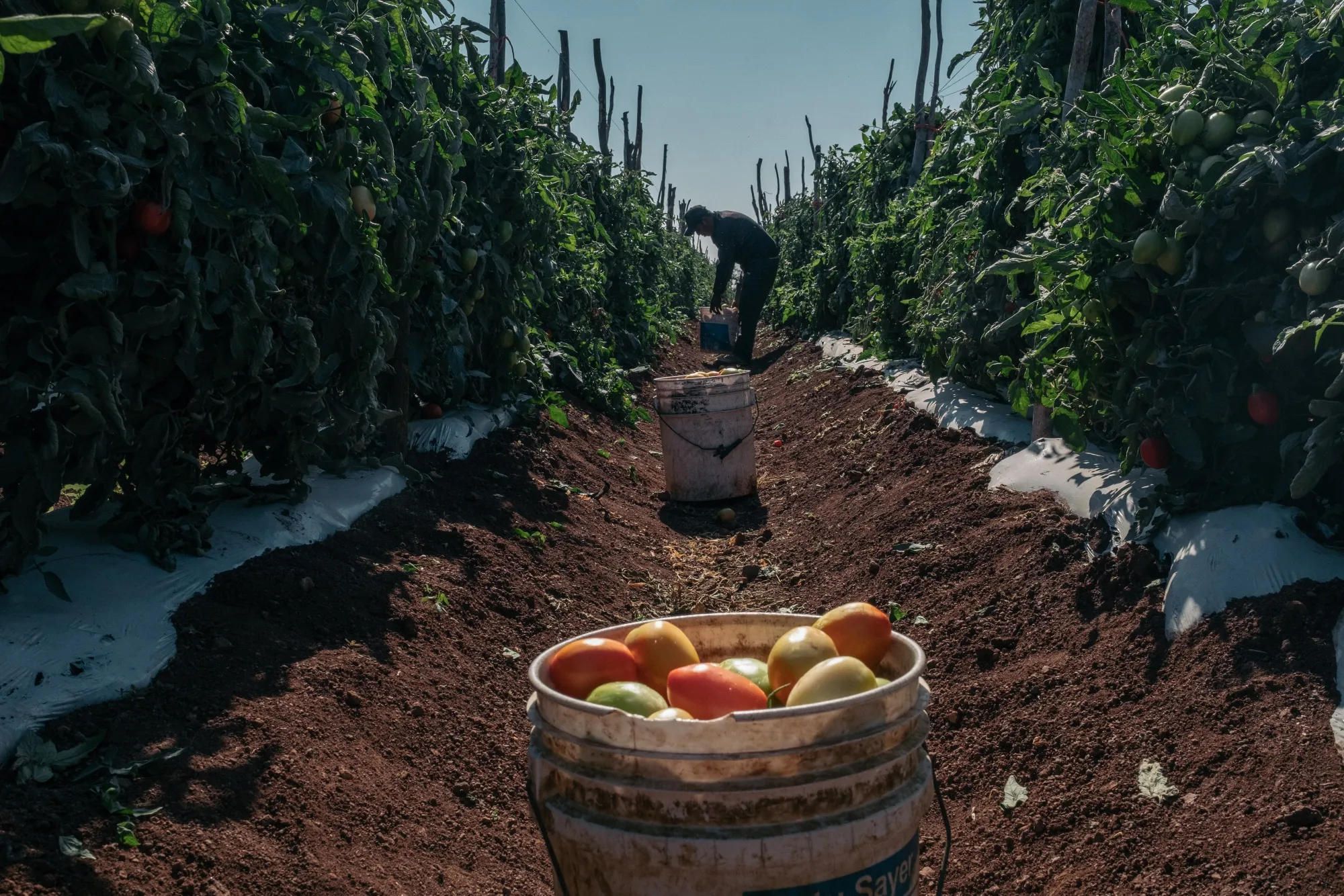 A bucket of tomatoes during a harvest at a farm in Limon de Los Ramos,&nbsp;Mexico.