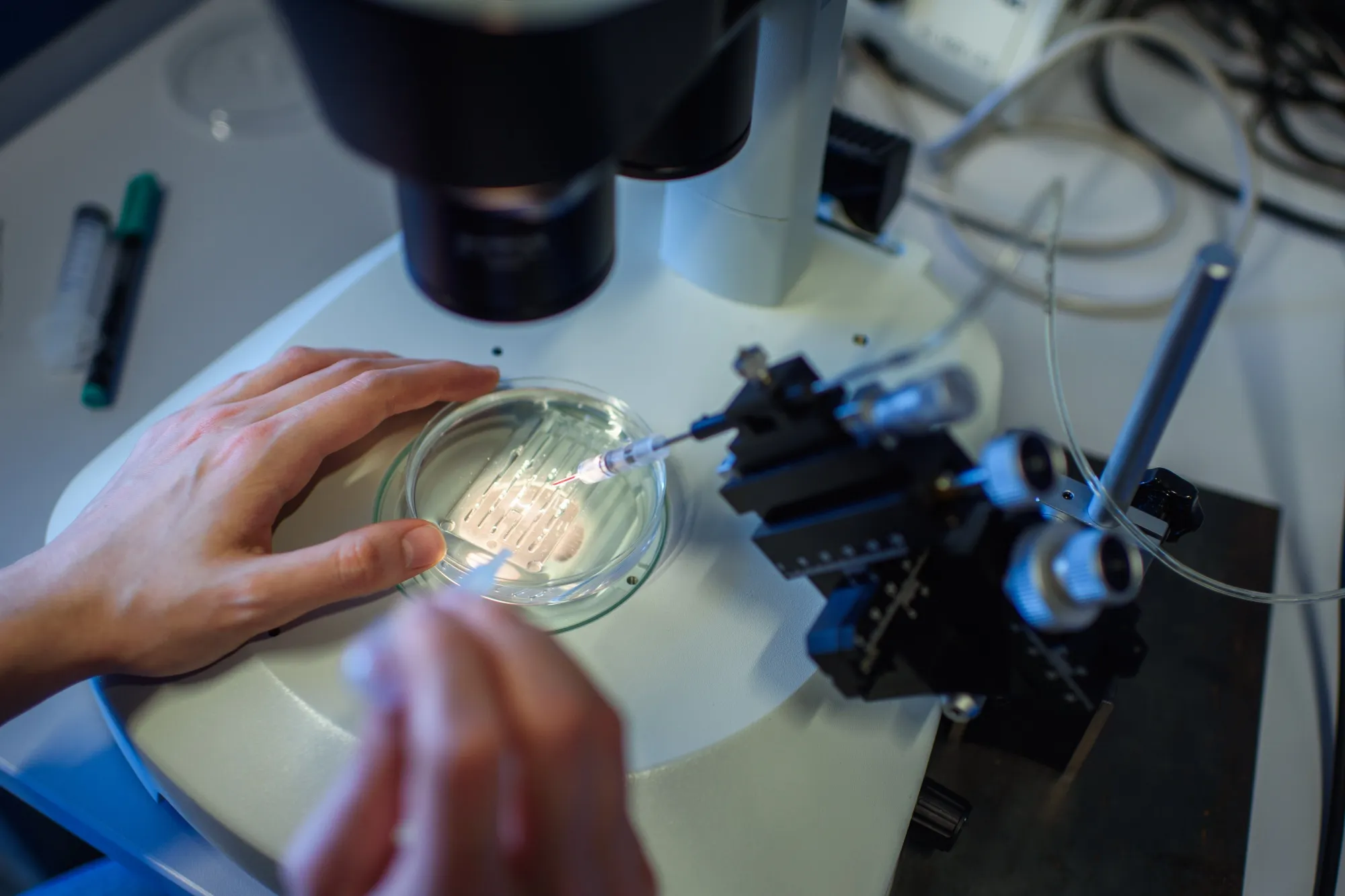 A researcher views the&nbsp;CRISPR/Cas9 process through a stereomicroscope at the Max-Delbrueck-Centre for Molecular Medicine in Berlin, Germany.