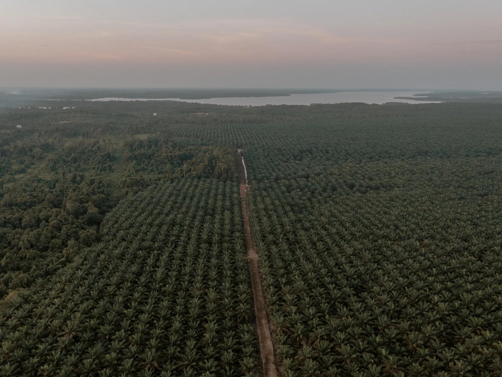 A palm oil plantation in Indonesia