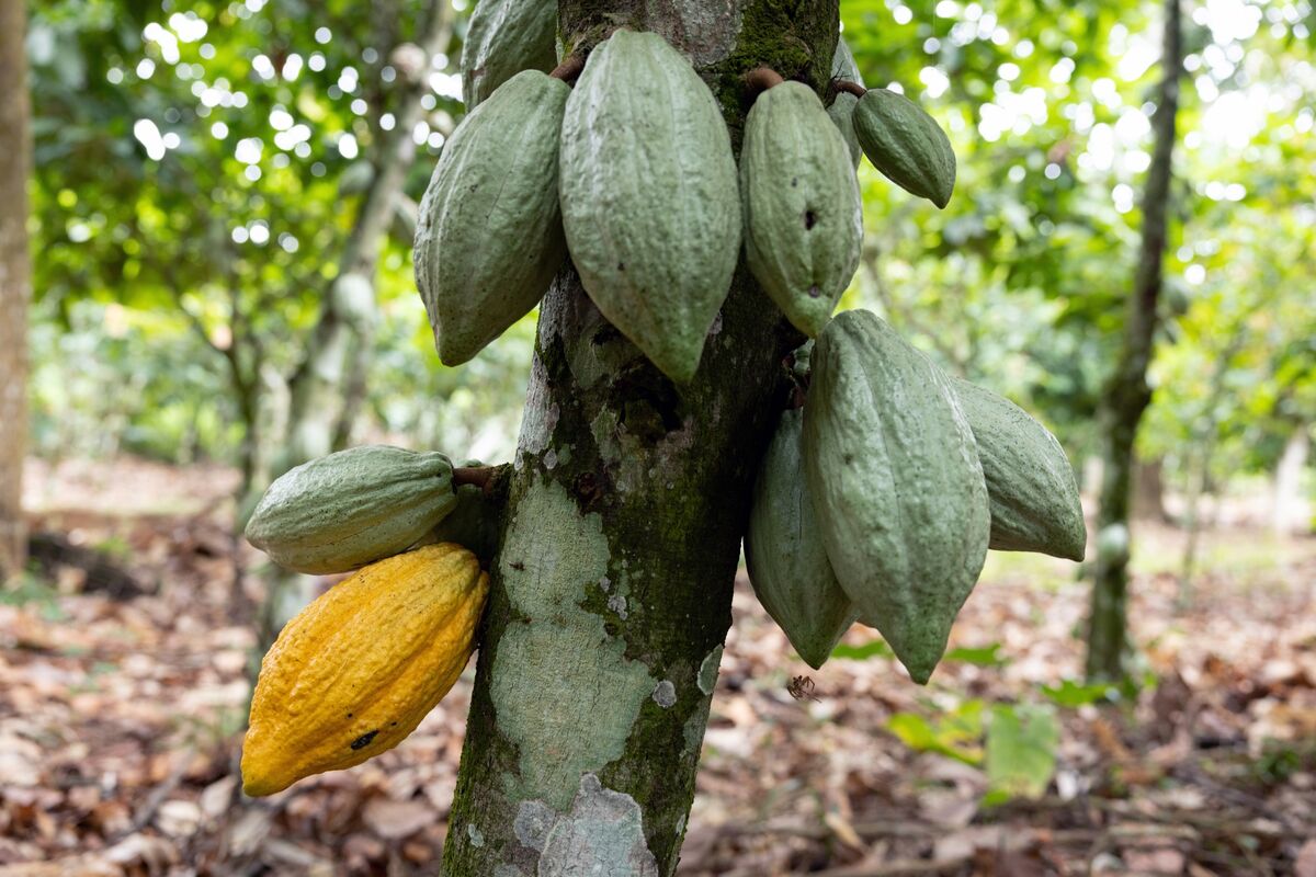 Cocoa Futures Swing as Market Watches West Africa Weather